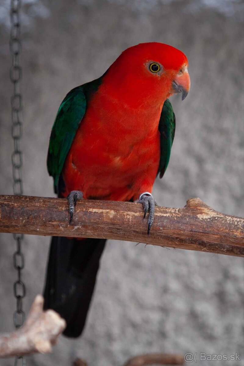 Papagáj královský