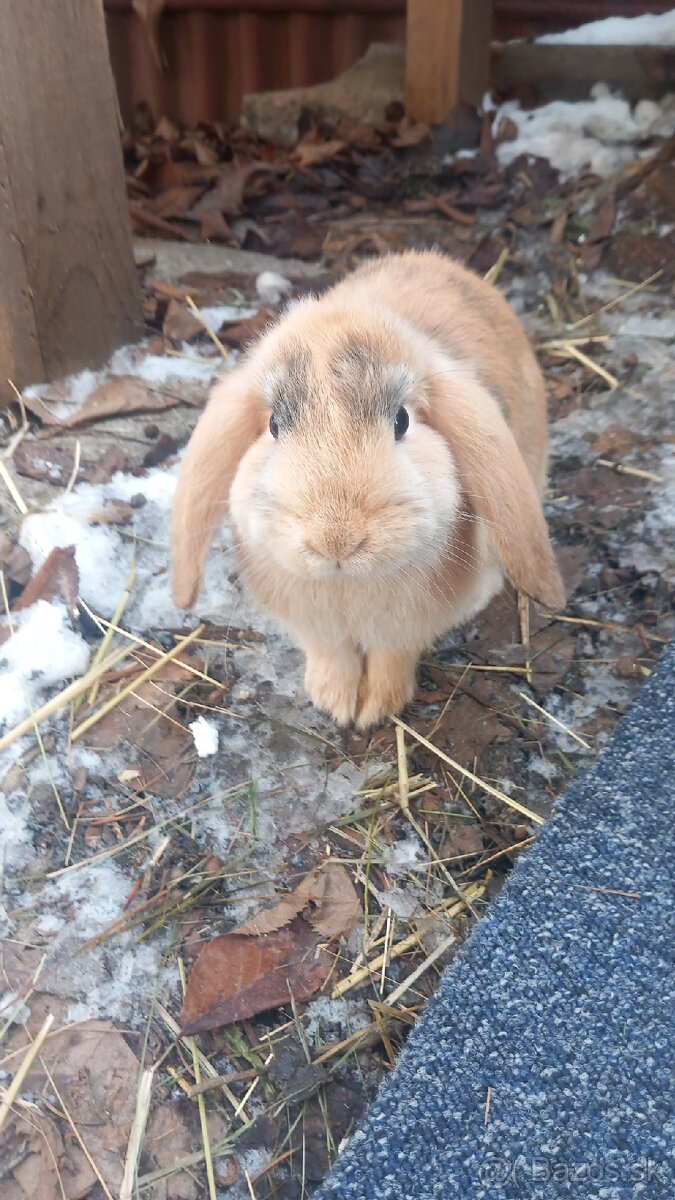 Zakrsle zajaciky baranceky