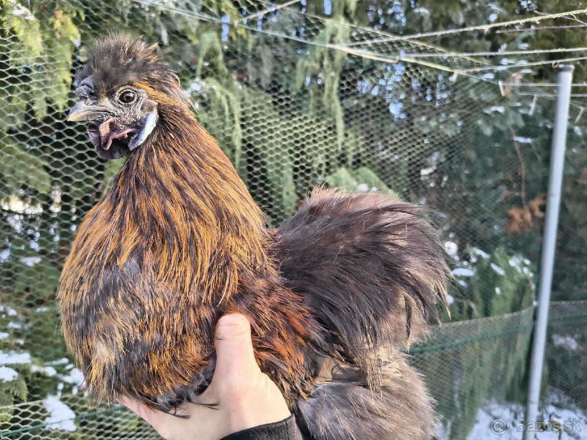 Predám kohúta hodvábnicky