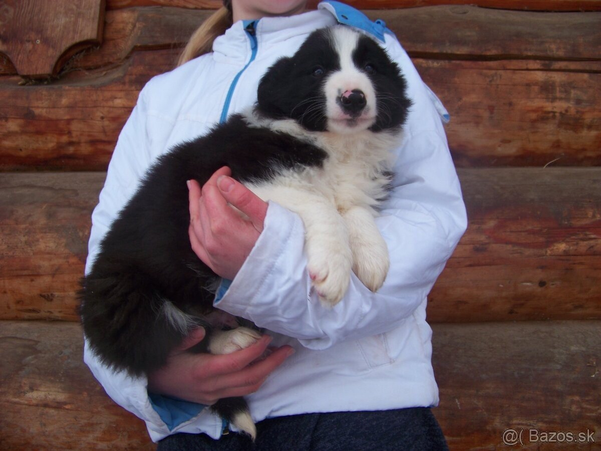 Border kolia čistorkvne šteniatka