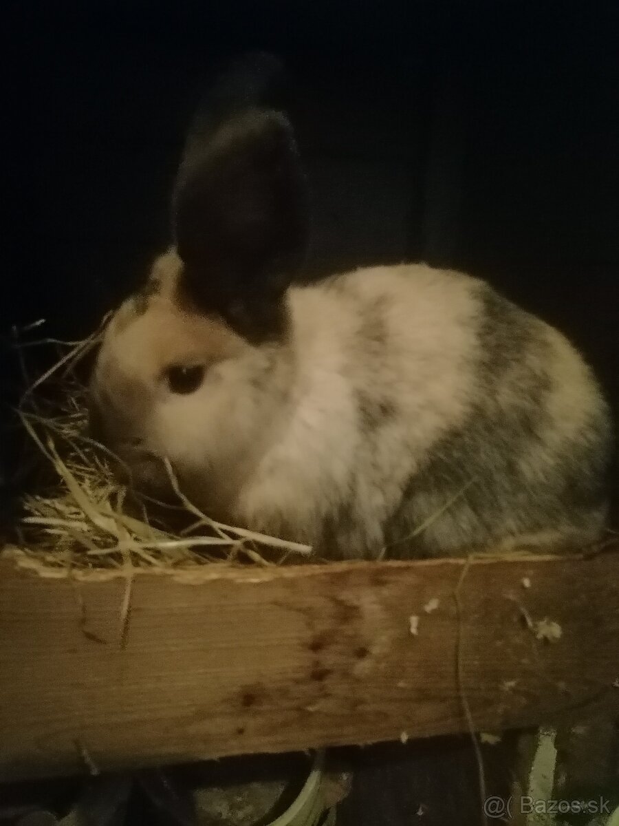 Predám izbové zajačiky