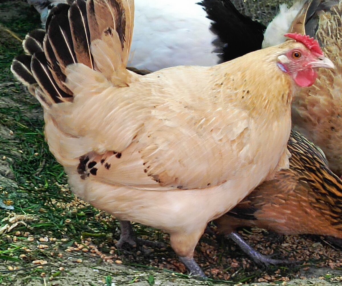 Kuriatka