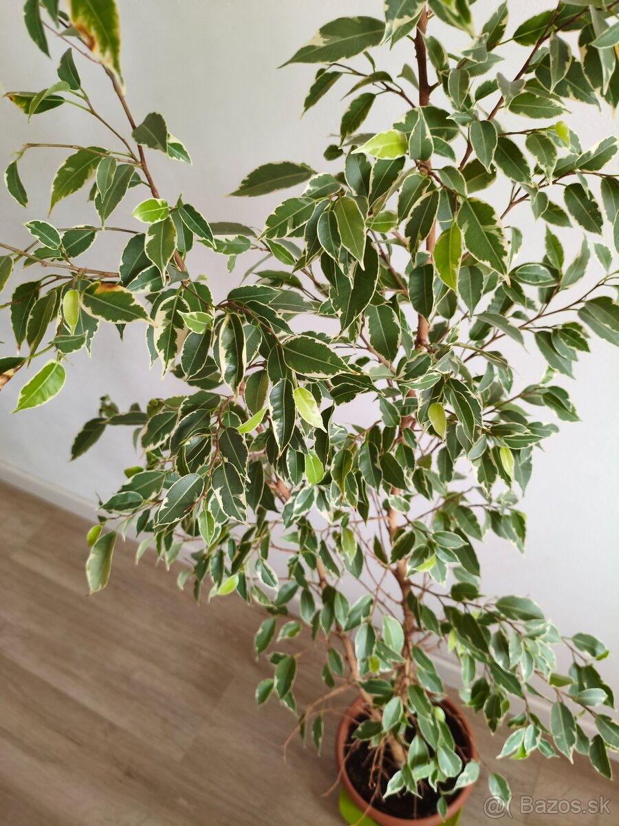 Ficus benjamina