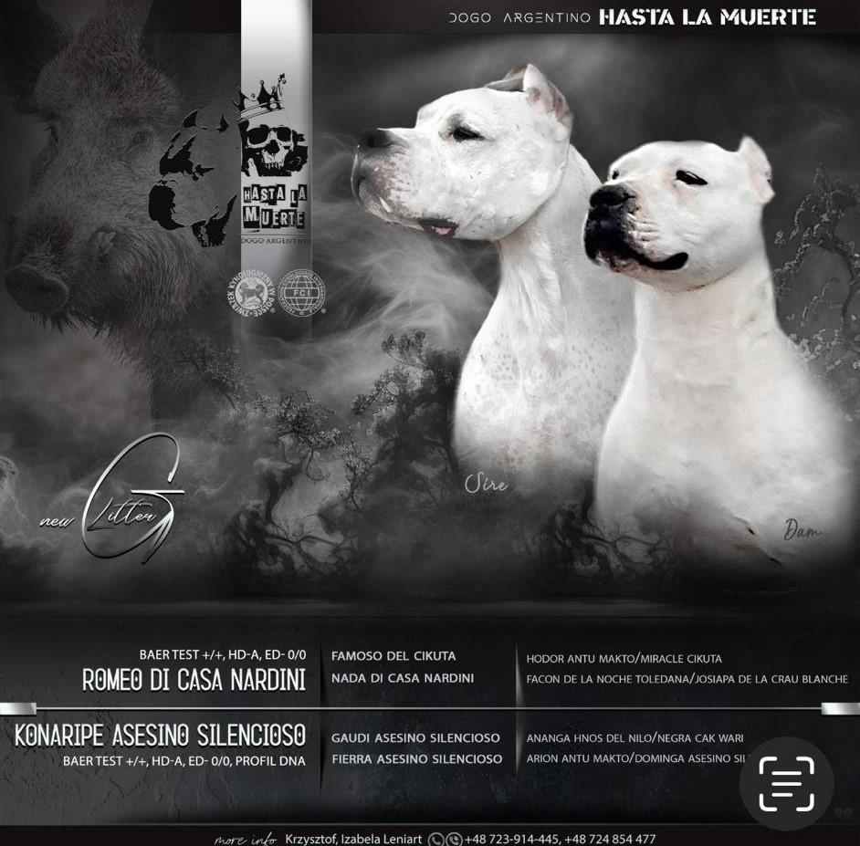 Argentinská doga ( Dogo Argentino )