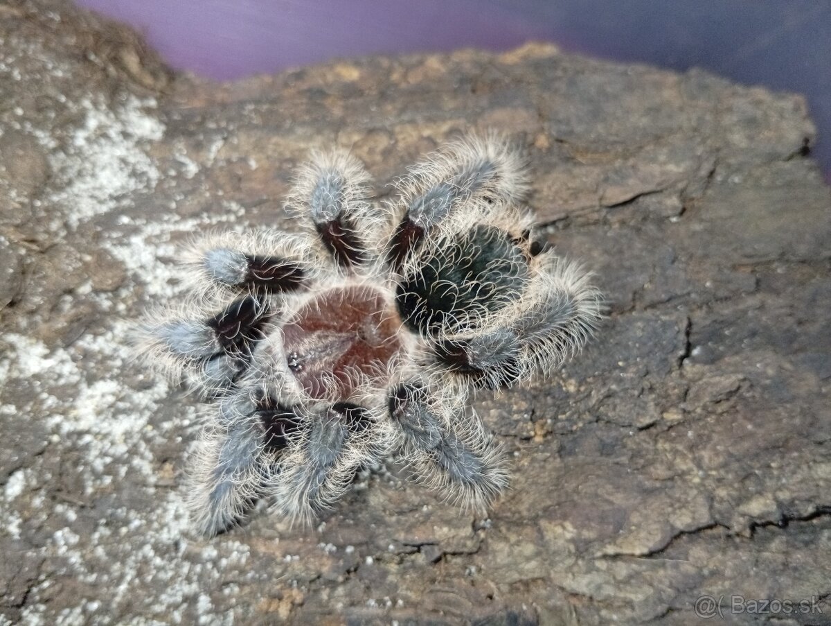 Tliltocatl albopilosus nicaragua, pavúk, tarantula