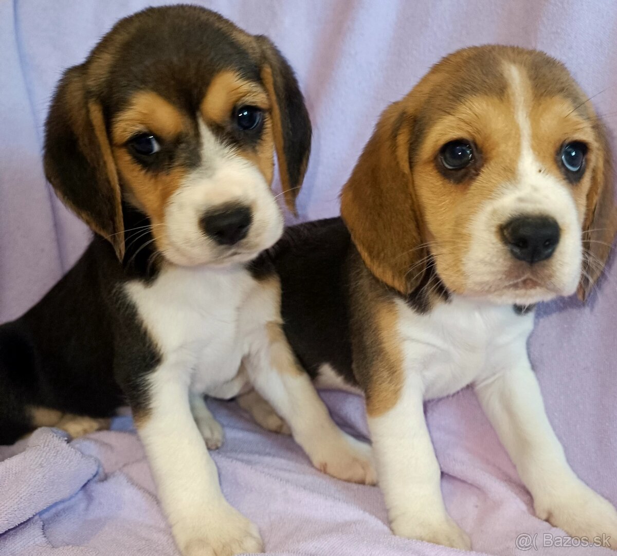 Beagle, bigel, bigl bez PP
