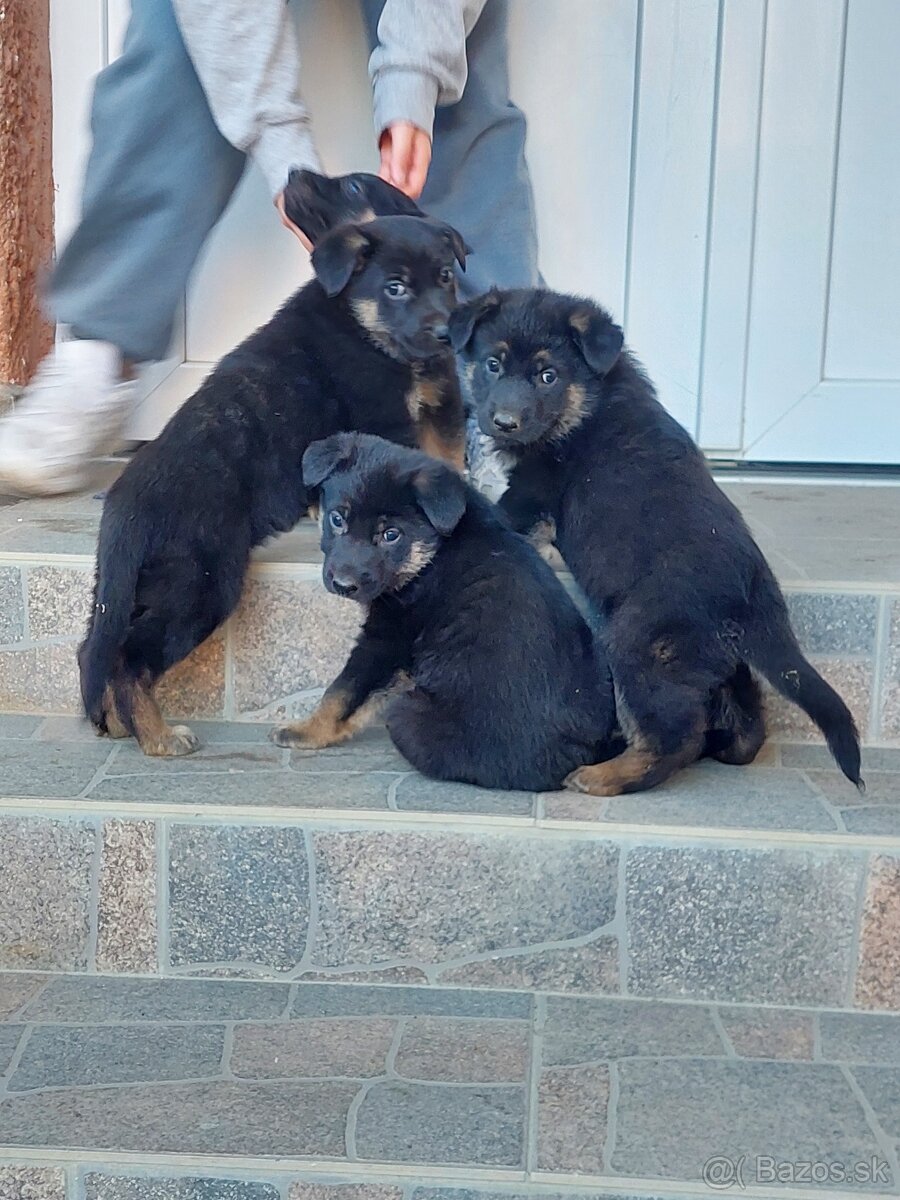 Nemecký ovčiak šteniatka.