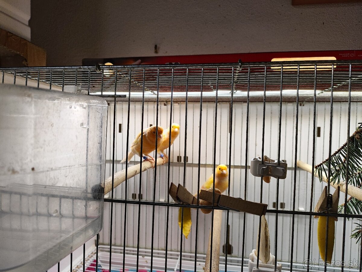 Predám kanarikov