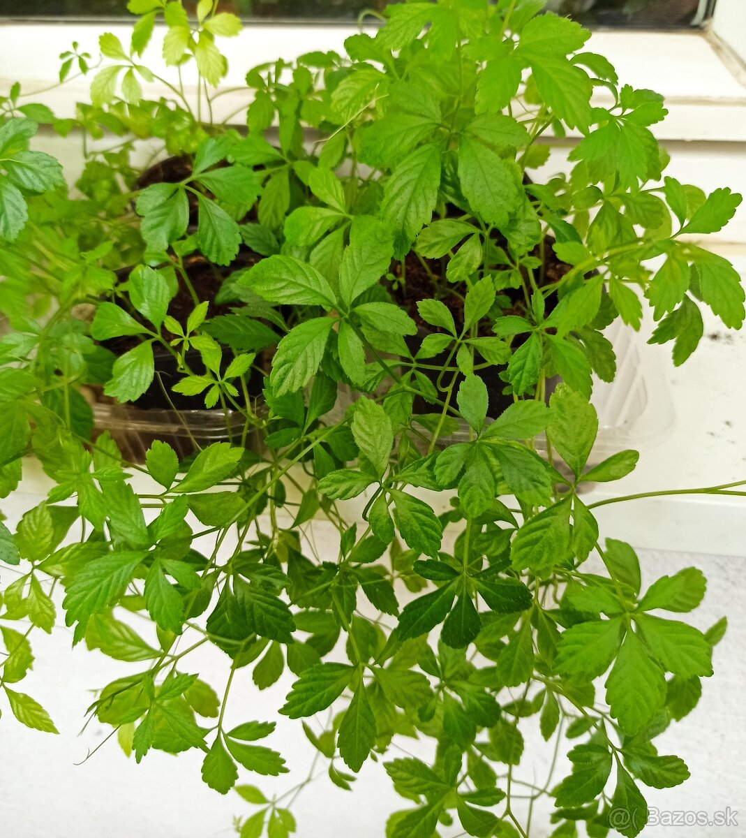 liečivá rastlina - jiaogulan - päťlisty ženšen