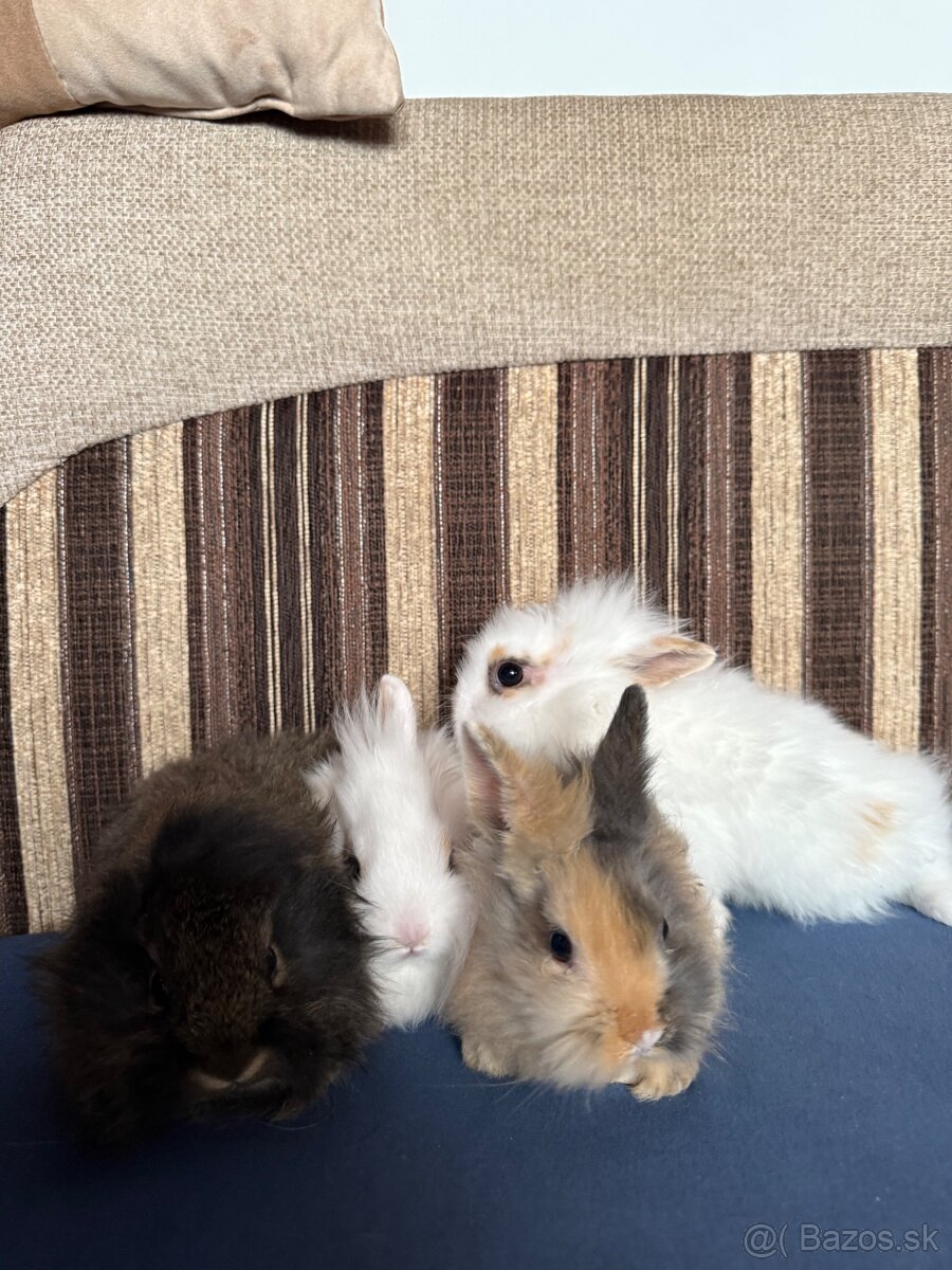 Predám teddy zajace/zajačiky/králiky