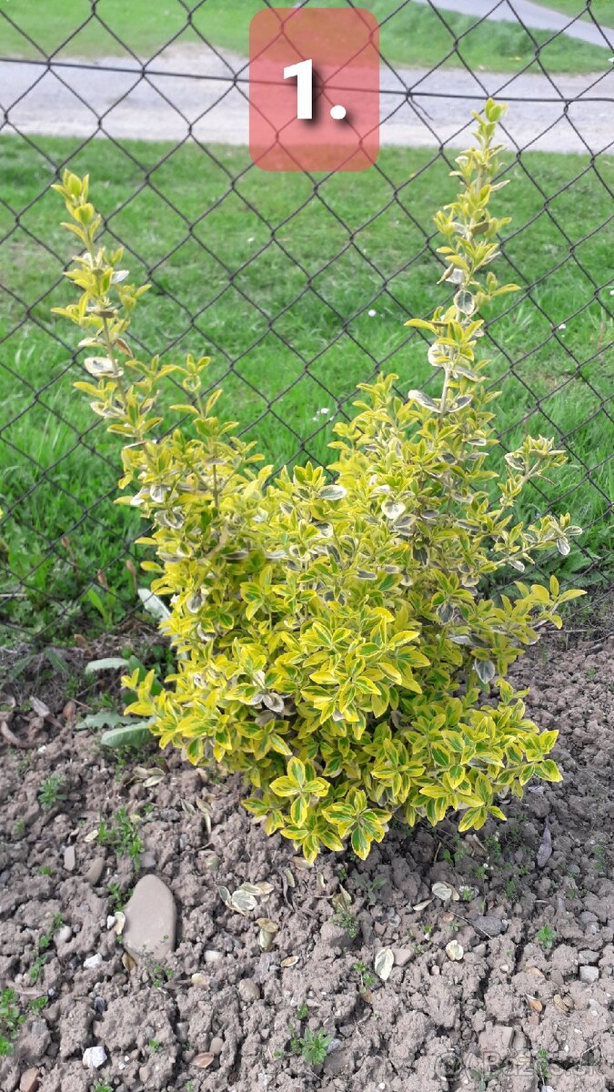 BRŠLEN (Euonymus)-rôzne druhy (E. Japonica...).