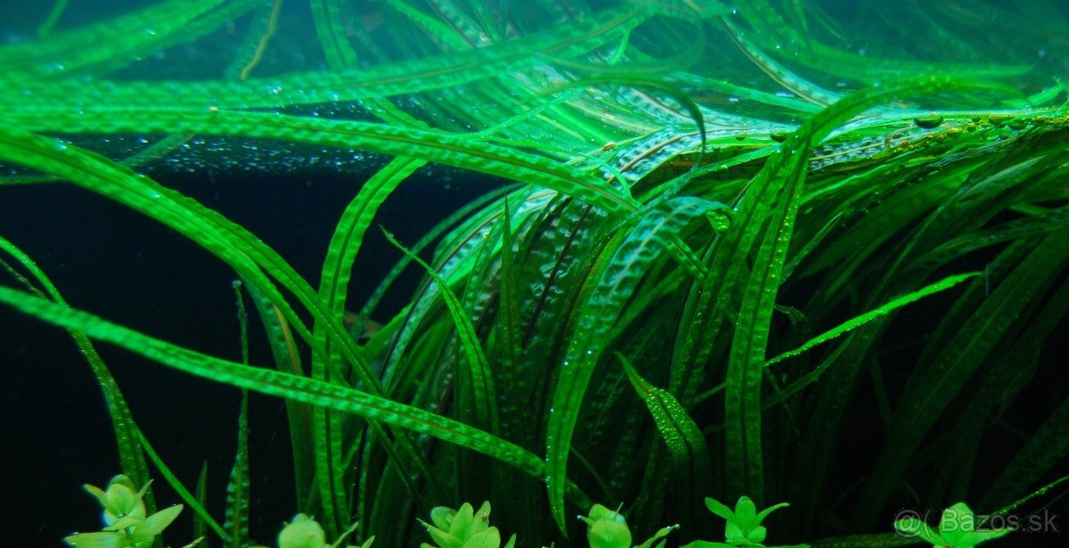 DOPYT - rastlinka Cryptocoryne balansae
