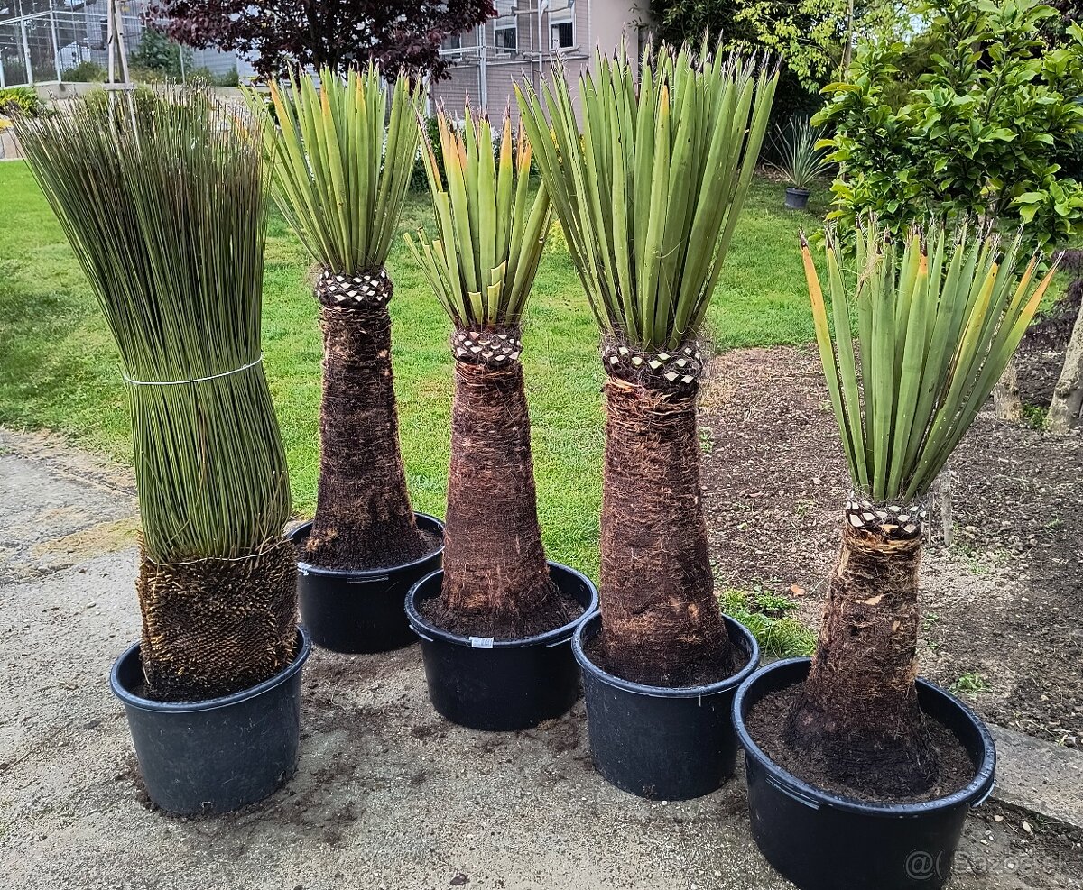 Yucca a dasylirion
