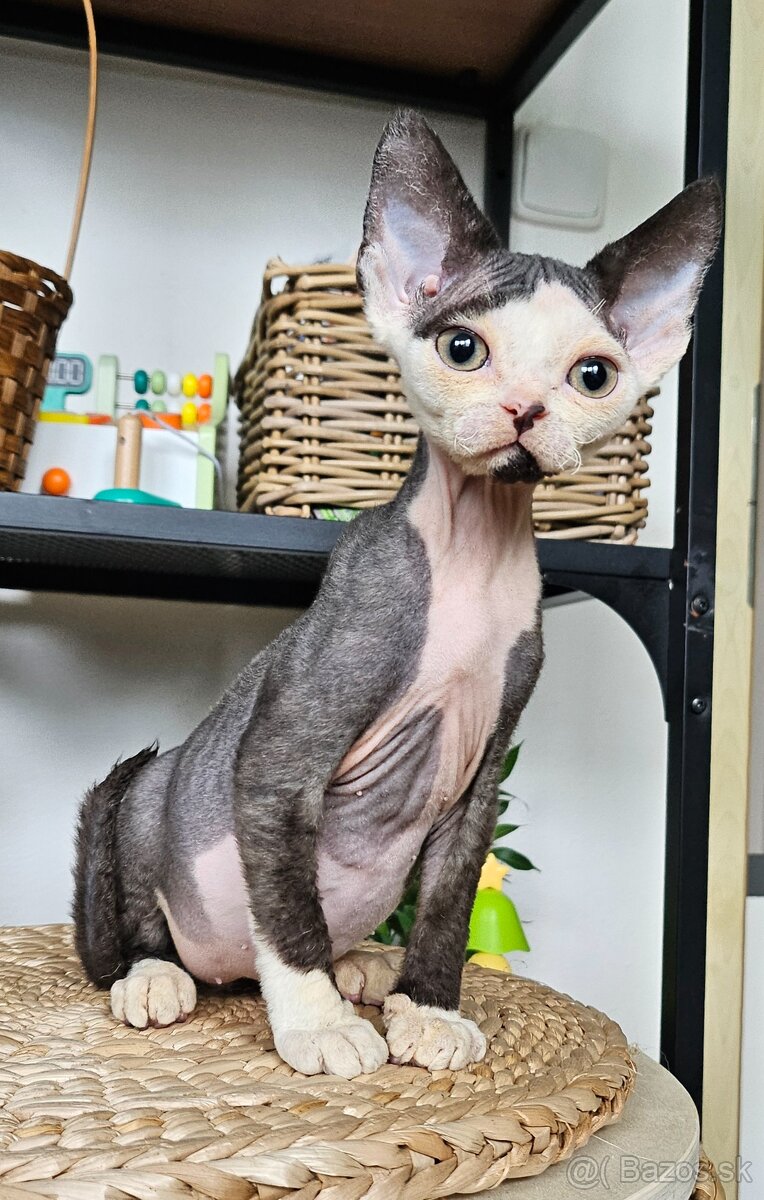 Devon rex kocourek s průkazem původu