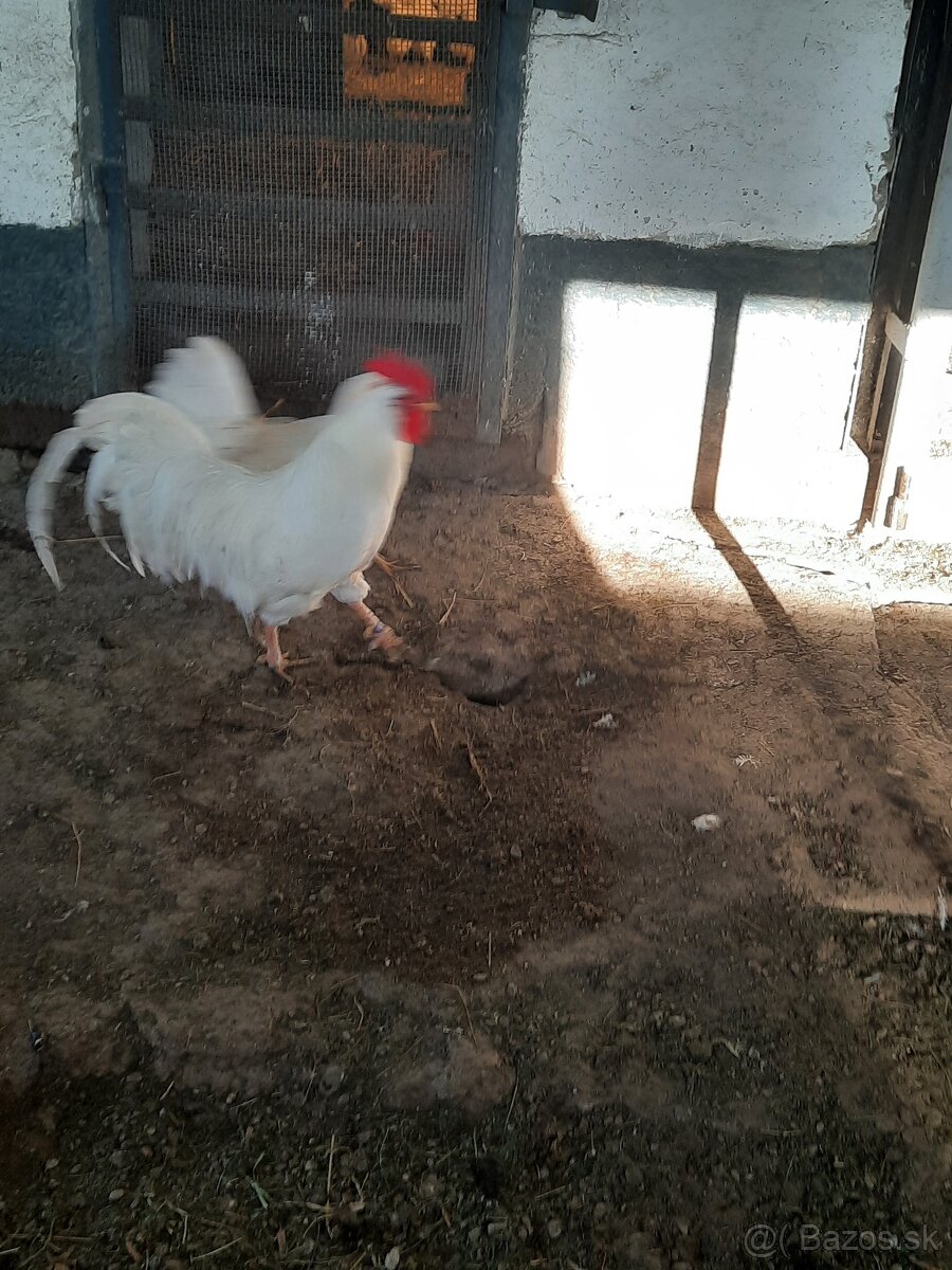 Leghorn
