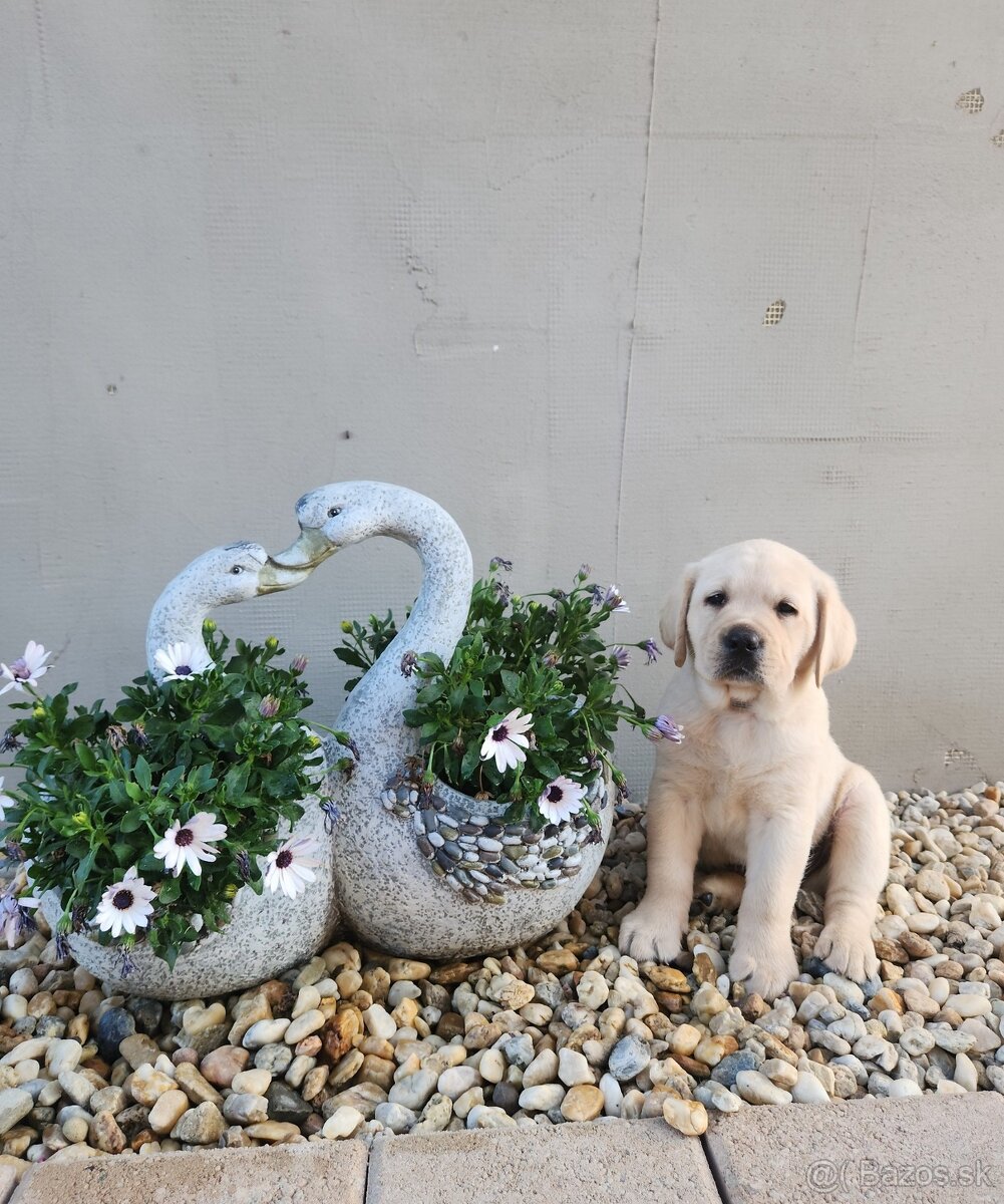 Labrador retriever - šteniatko s PP