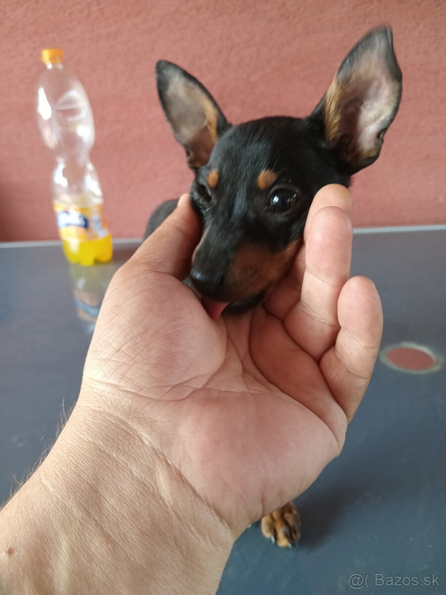 Pražský krysarik mini