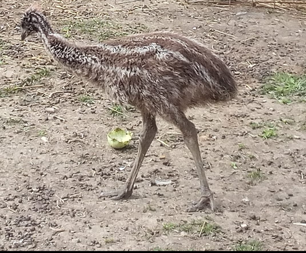 Emu
