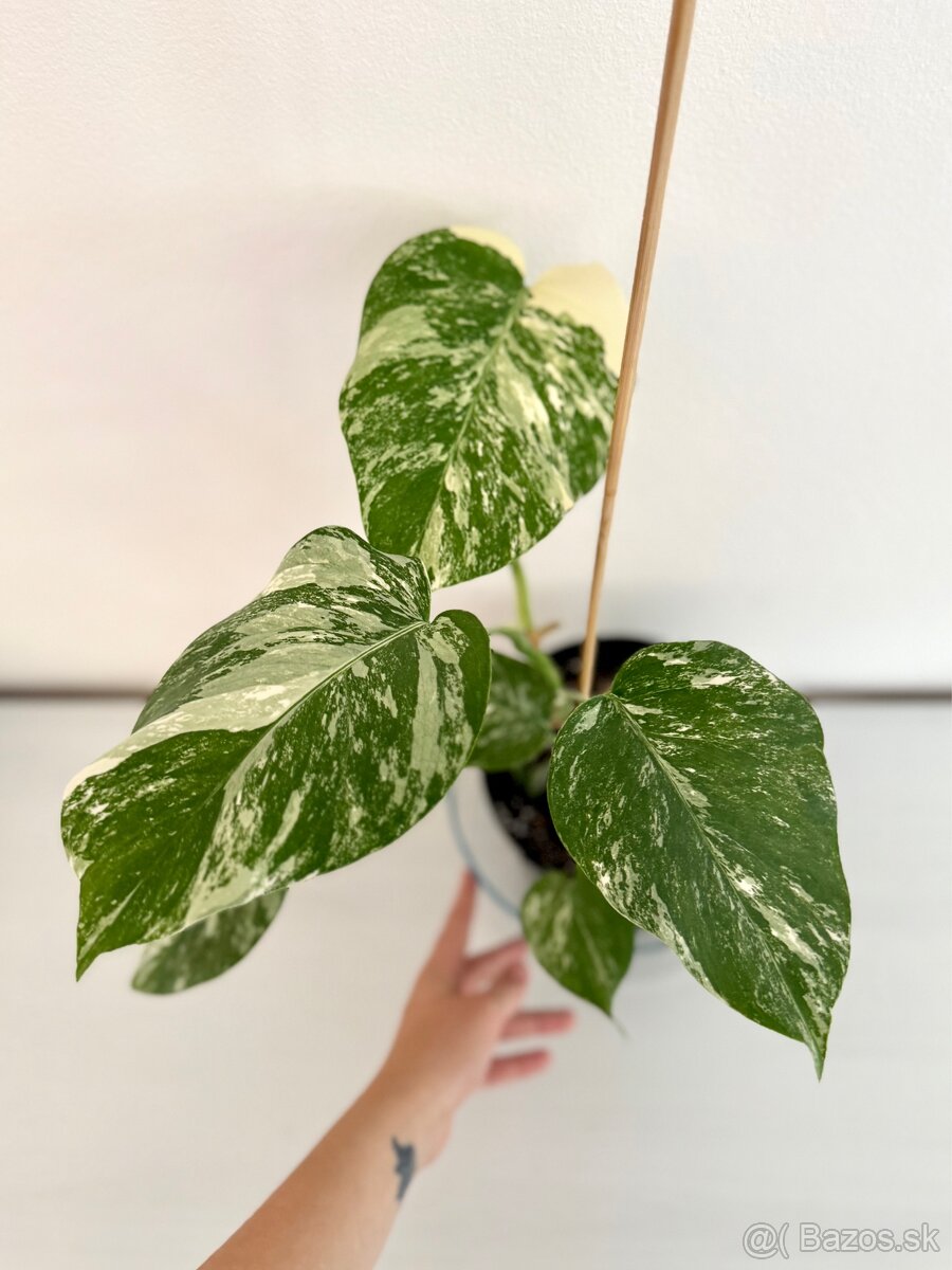 ✨ Monstera Albo ✨