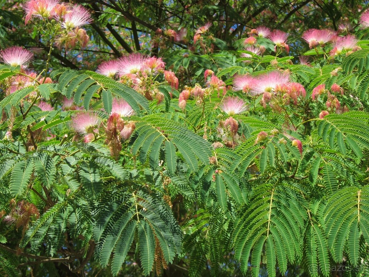 Albizia julibrissin - semená