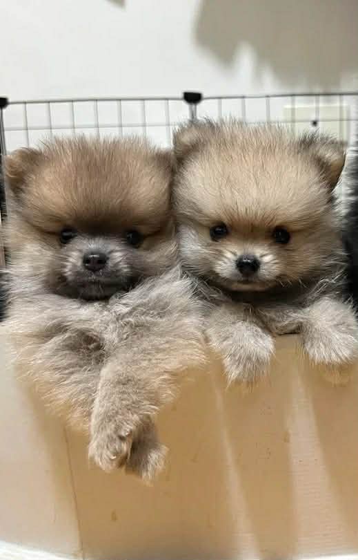 Pomeranian