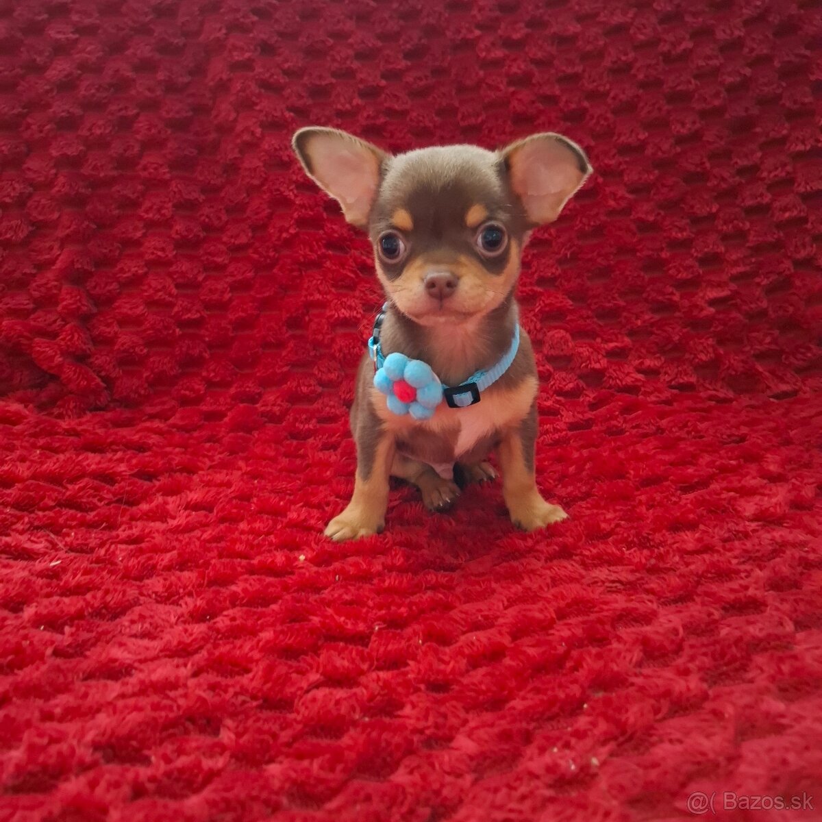 čivava- čokoládové šteniatka