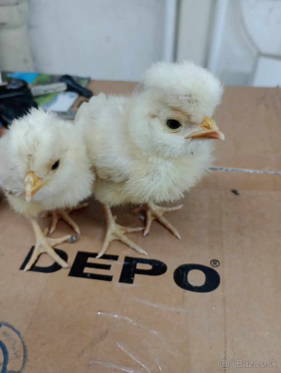 Chocholata Poľska v Ťavej farbe.kuriatka. okrasná hydina