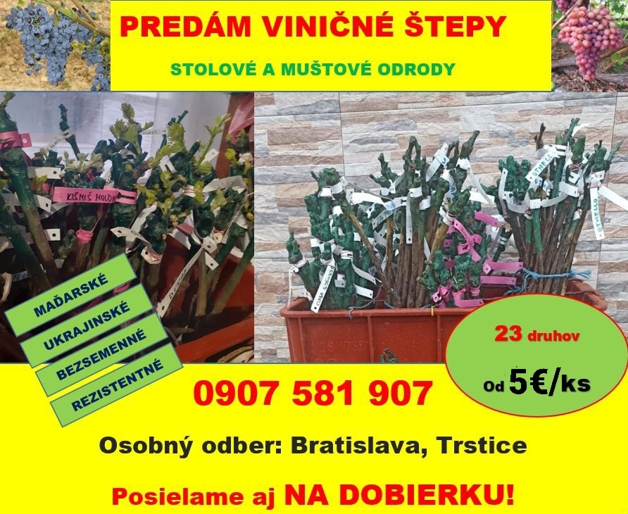 Vinič, viničné štepy