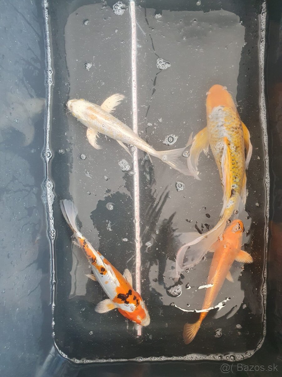 predam Koi kapre