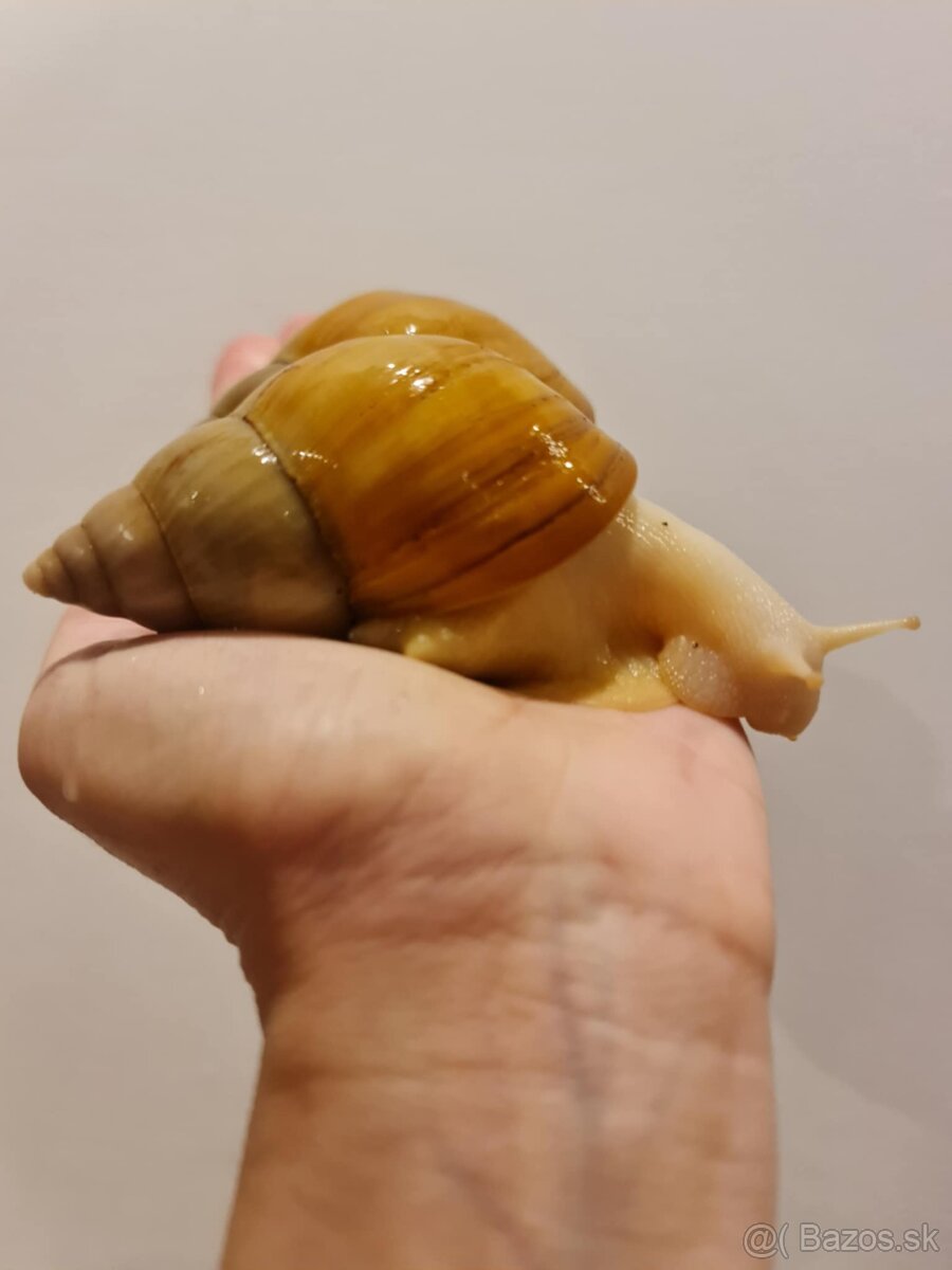 Africké slimáky