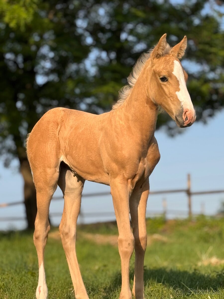 QH kobylka