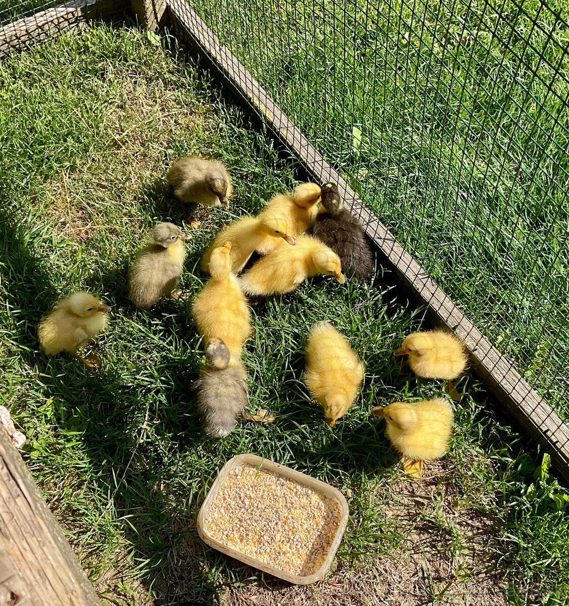 Indicky bezec