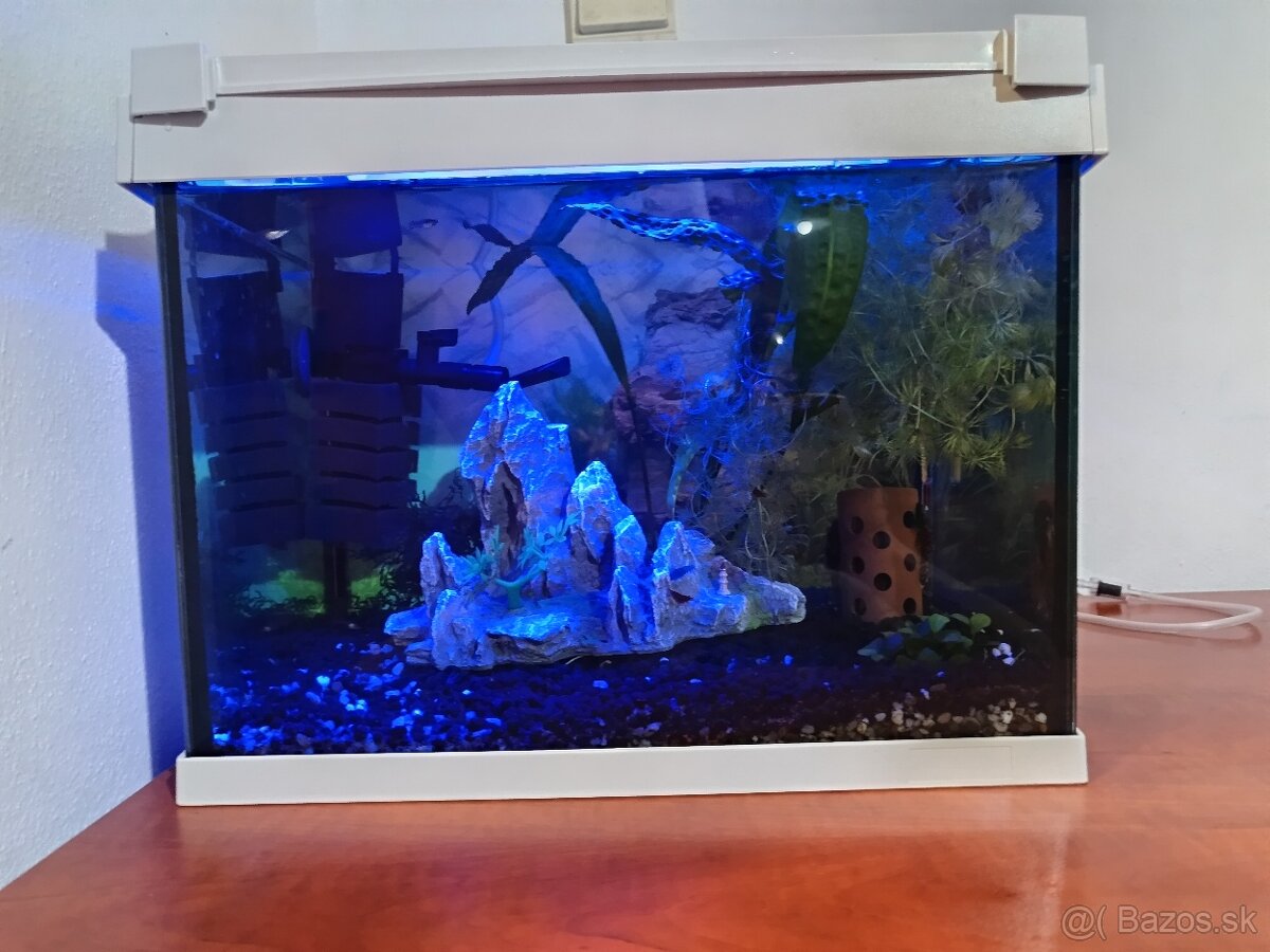 Akvárium ryby krevety filter teplomer dekorácie