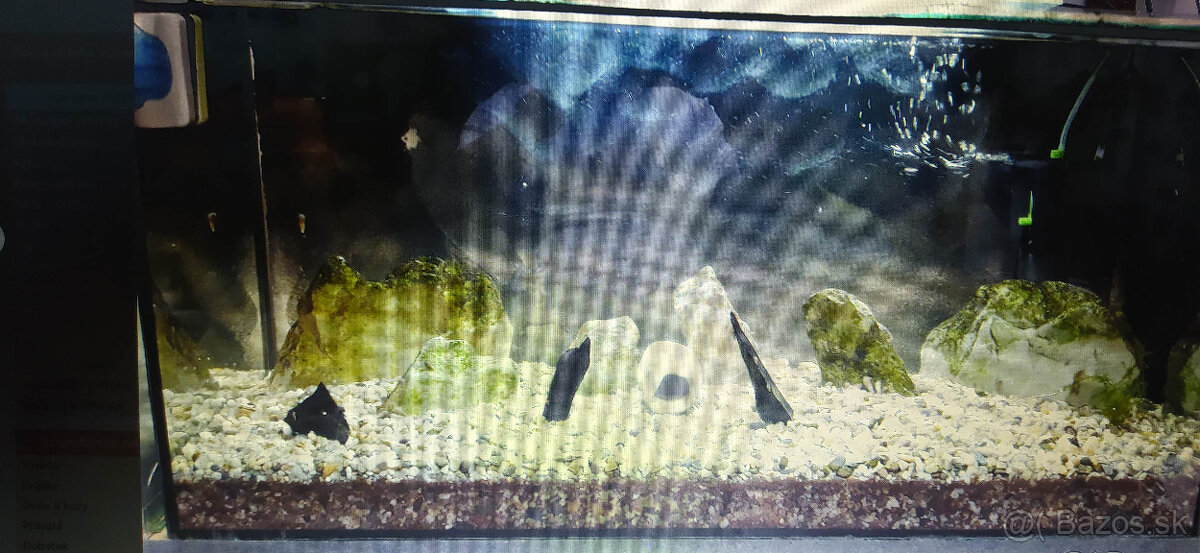 akcia akvárium