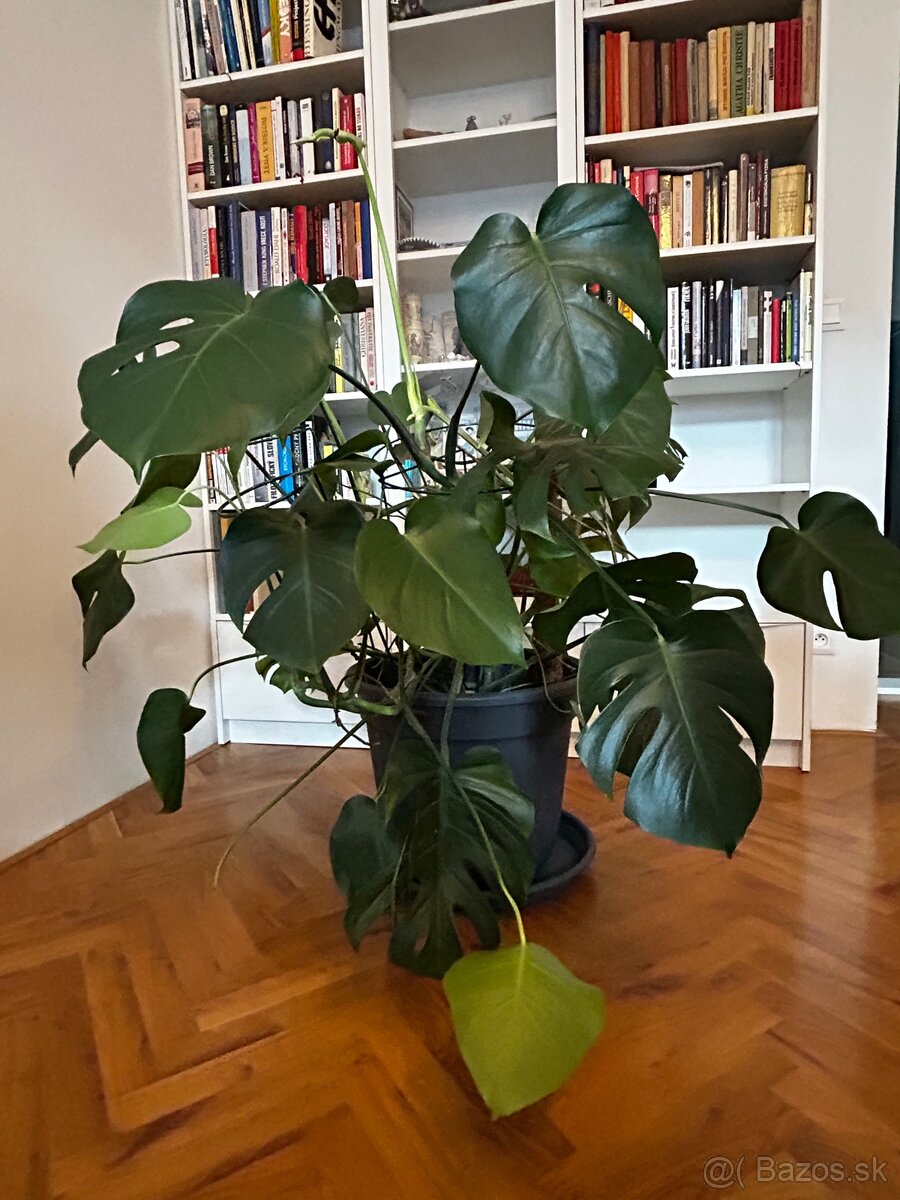 Monstera