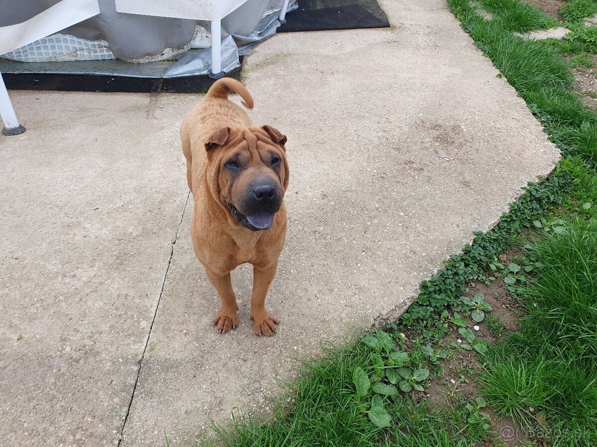 Shar-pei