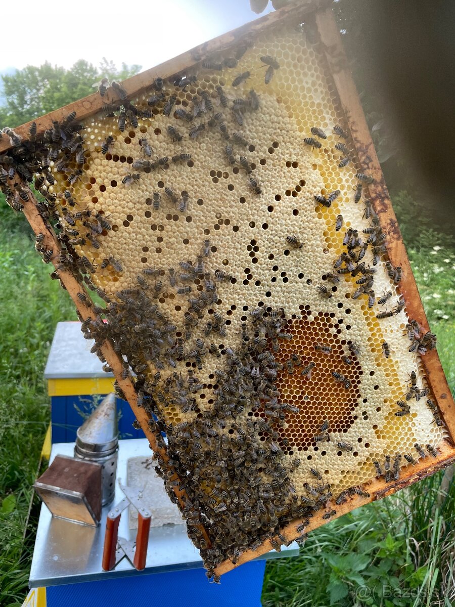 Predám včely - roje na ramikovej miere B10