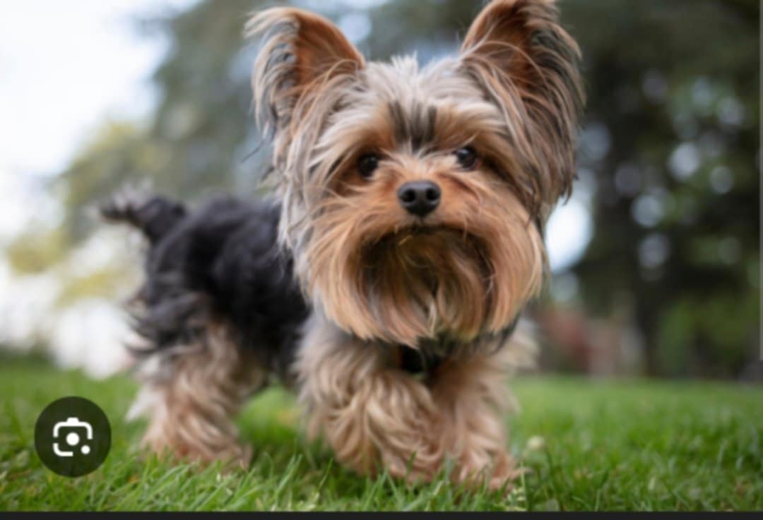 Yokshirsky terrier