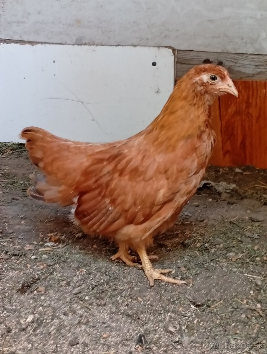 Kuriatko