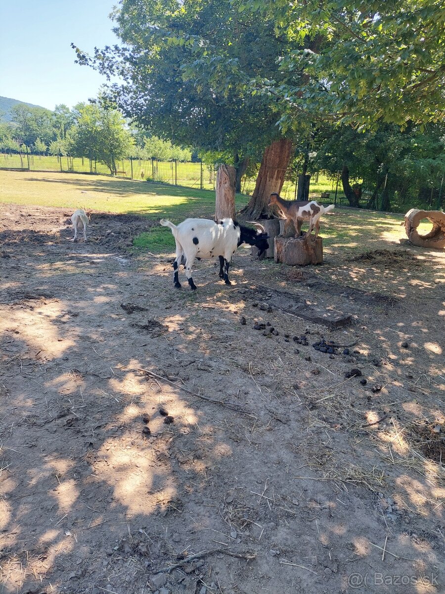 Predám