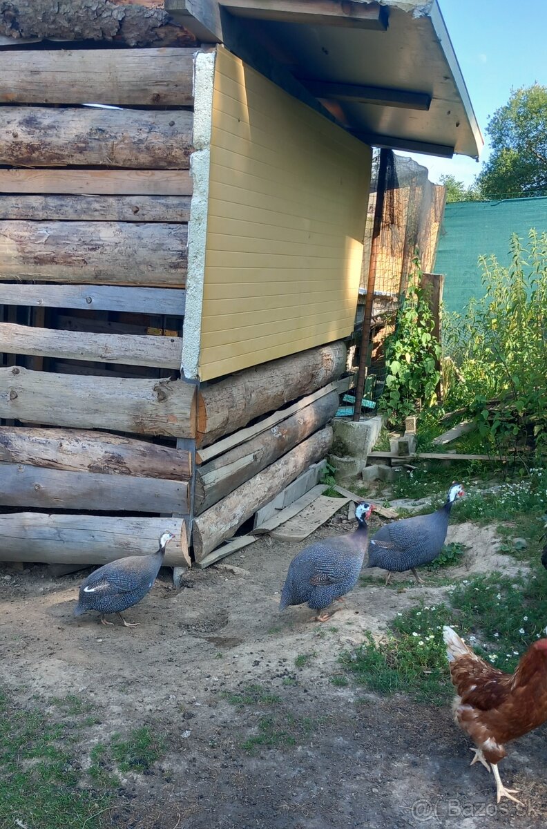 Perličky