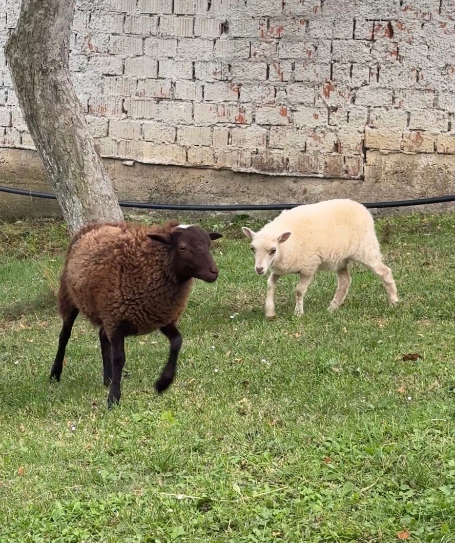 Predám mini ovce
