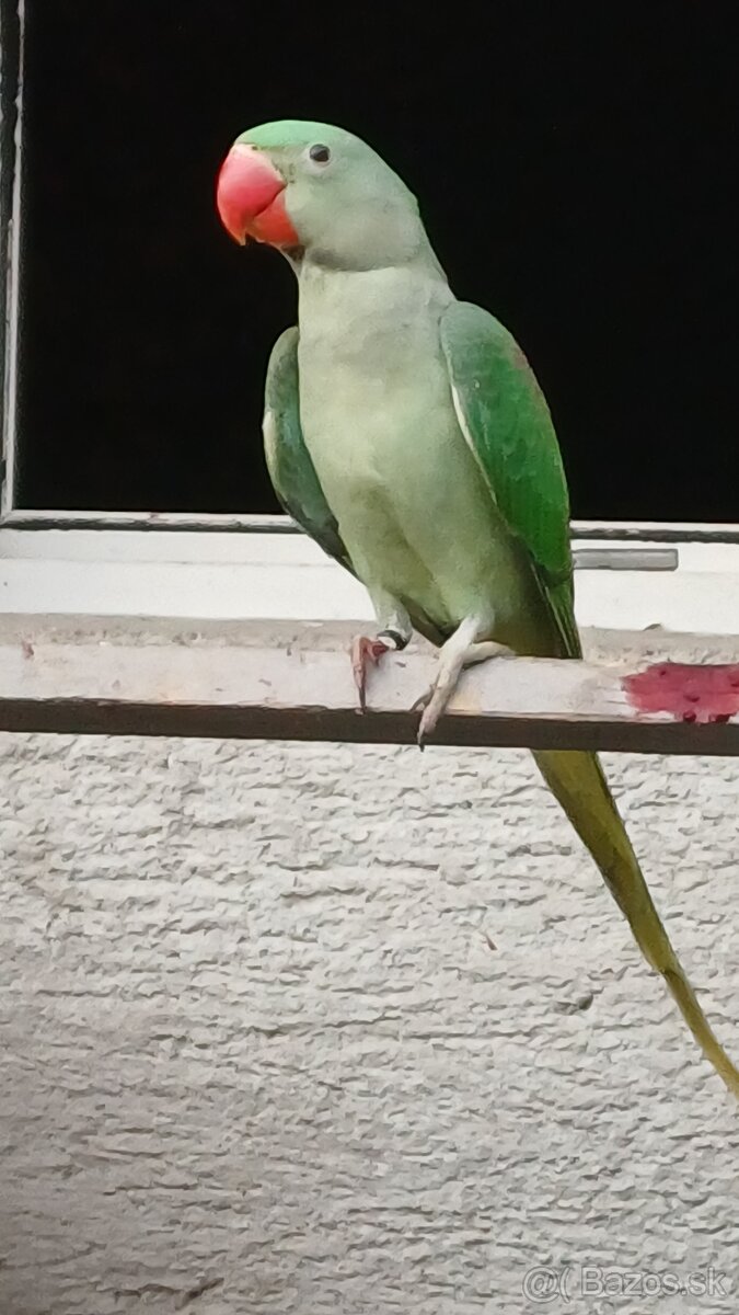 Alexander velky/lutino