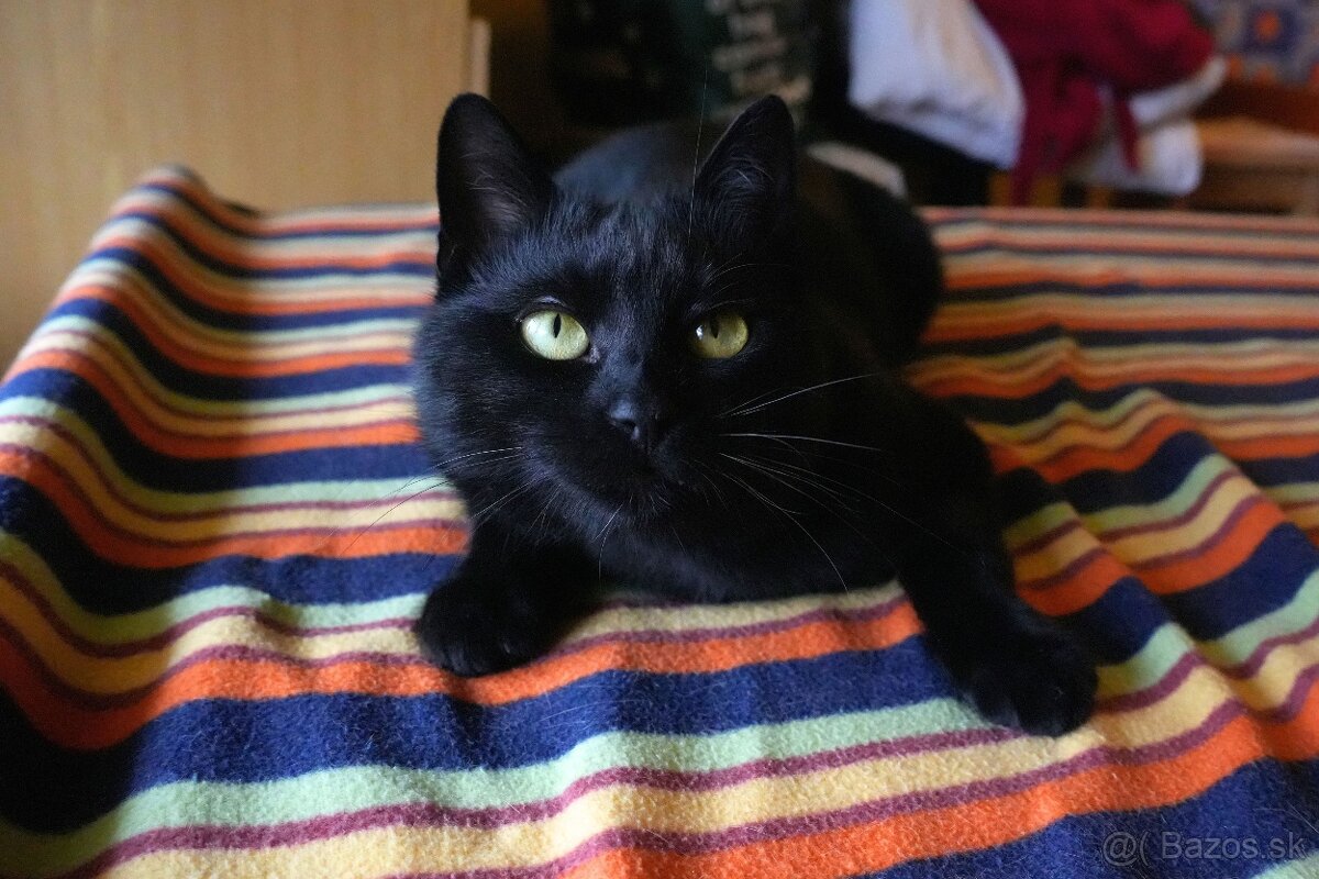 Mladý kocúrik hľadá urgentne domov