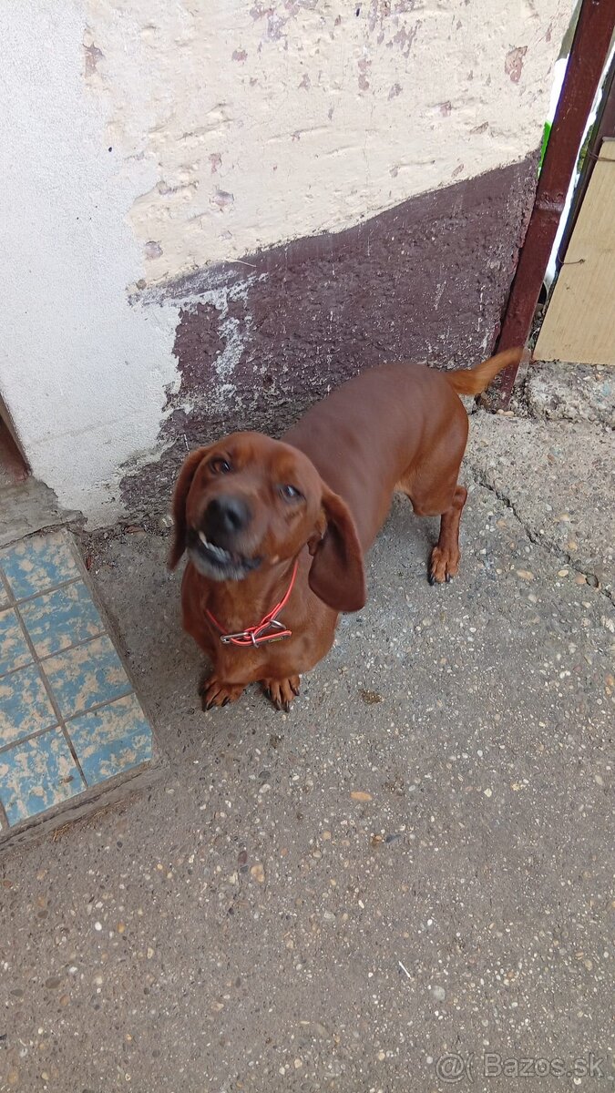 Darujem psika Nera do dobrych ruk