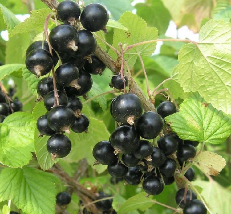 Ribezla cierna Tisel - krickova forma