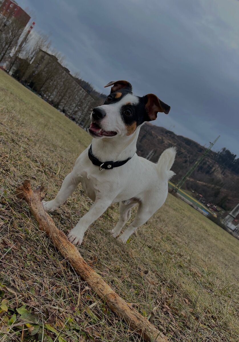 Jack Russel Terier
