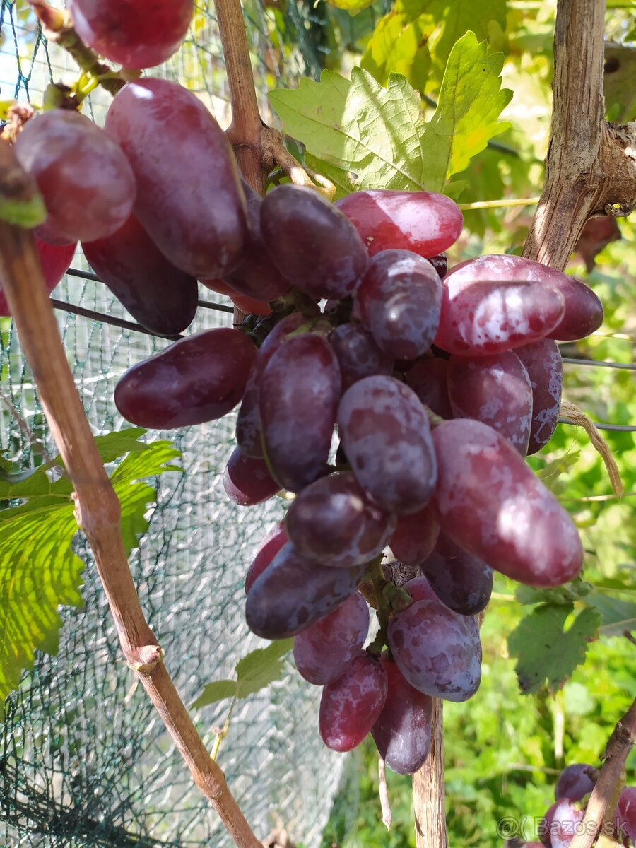 Sadenice vinica