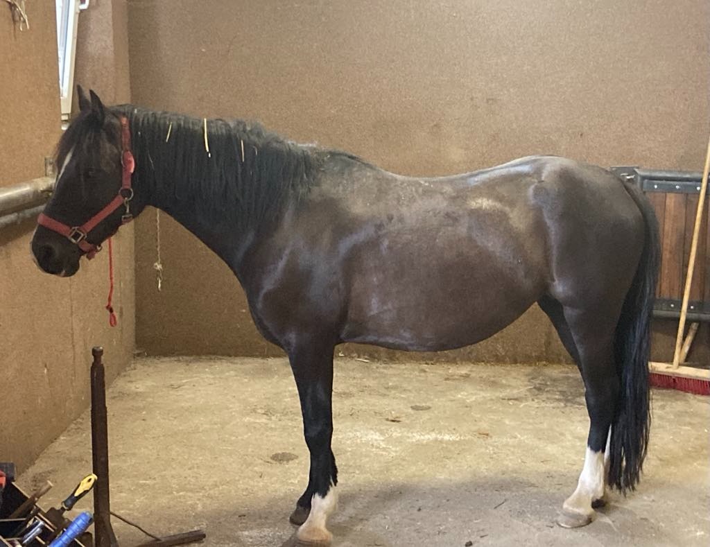 spolehlivá wesh pony C