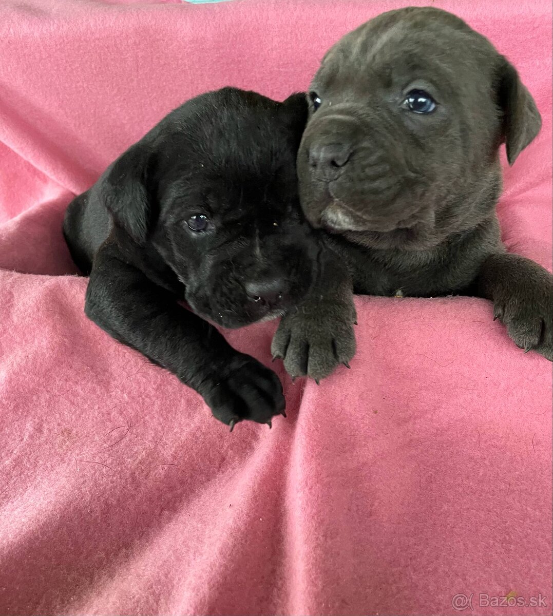 Cane corso šteniatka